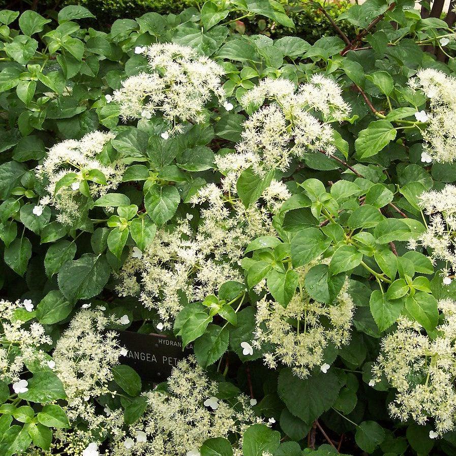 Hydrangea, Climbing Hydrangea - Image 4