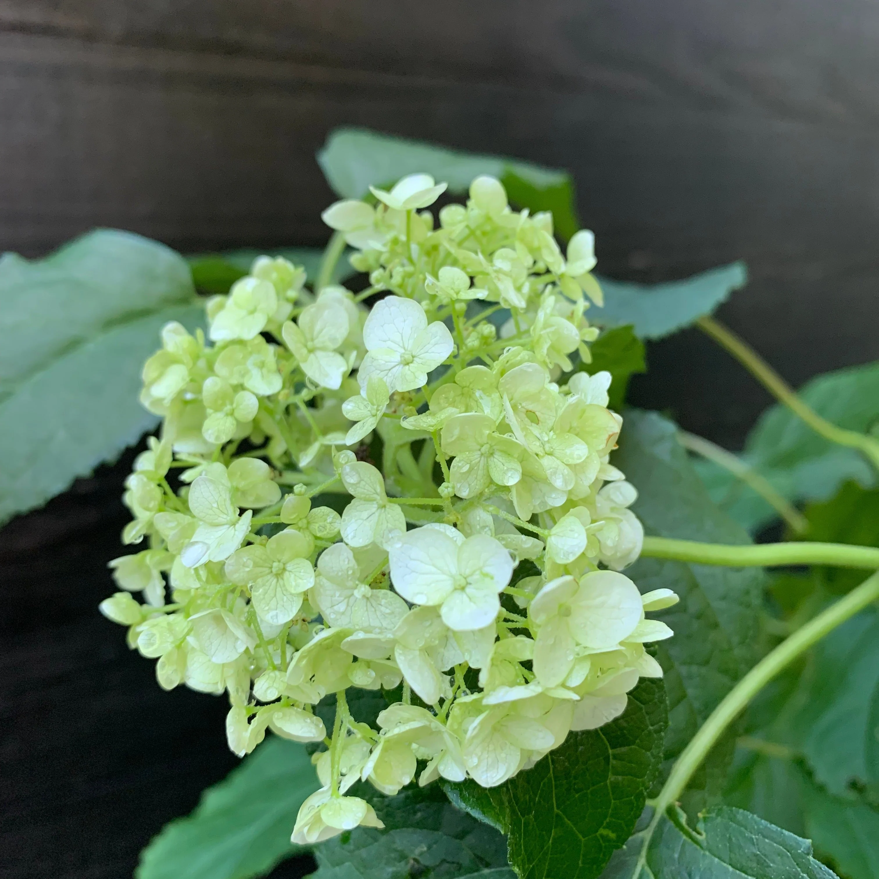 Hydrangea, Annabelle Mophead Hydrangea - Image 10