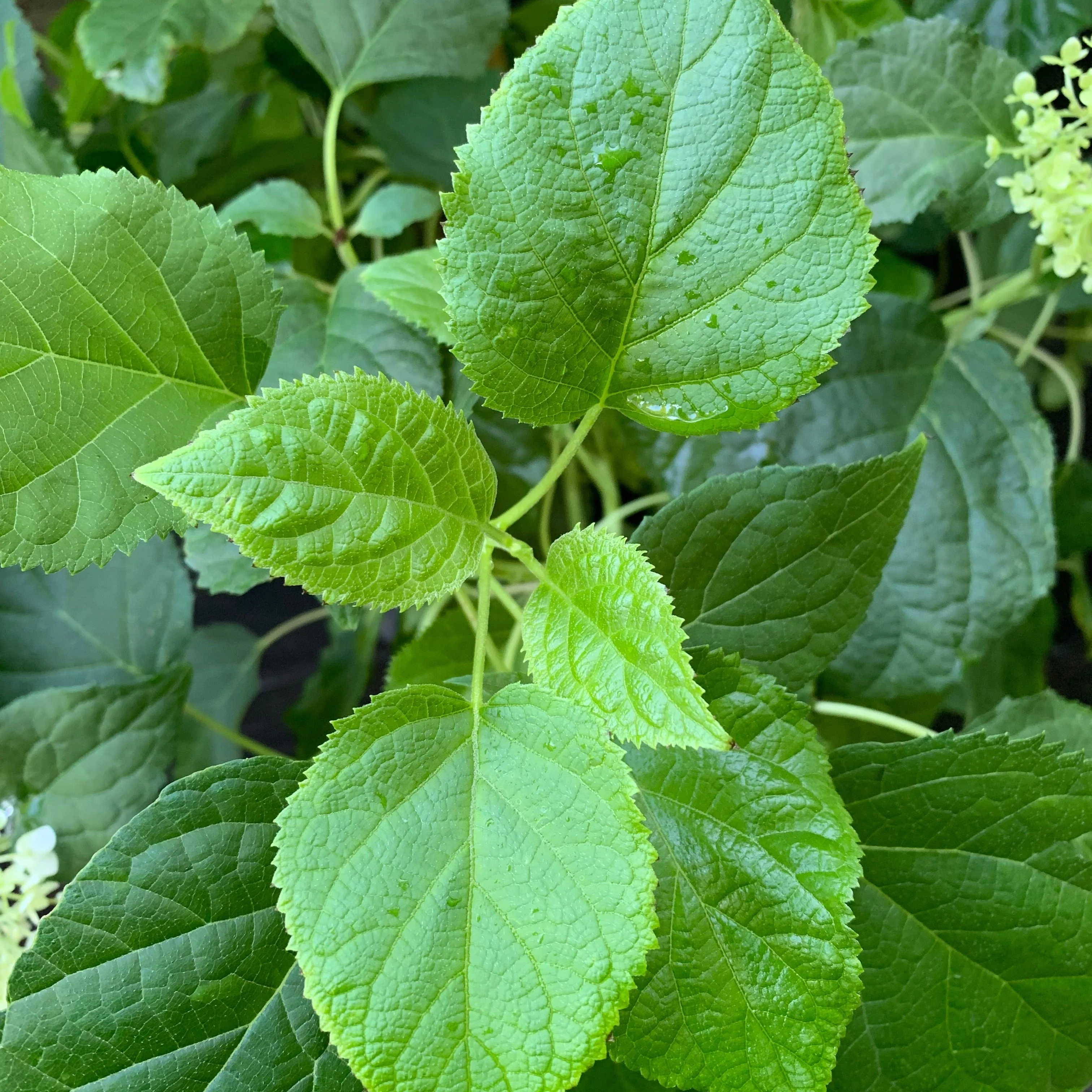 Hydrangea, Annabelle Mophead Hydrangea - Image 11