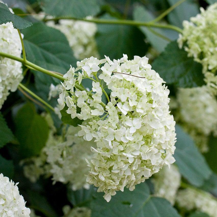 Hydrangea, Annabelle Mophead Hydrangea - Image 2
