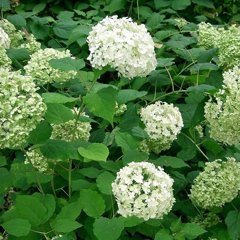 Hydrangea, Annabelle Mophead Hydrangea - Image 3