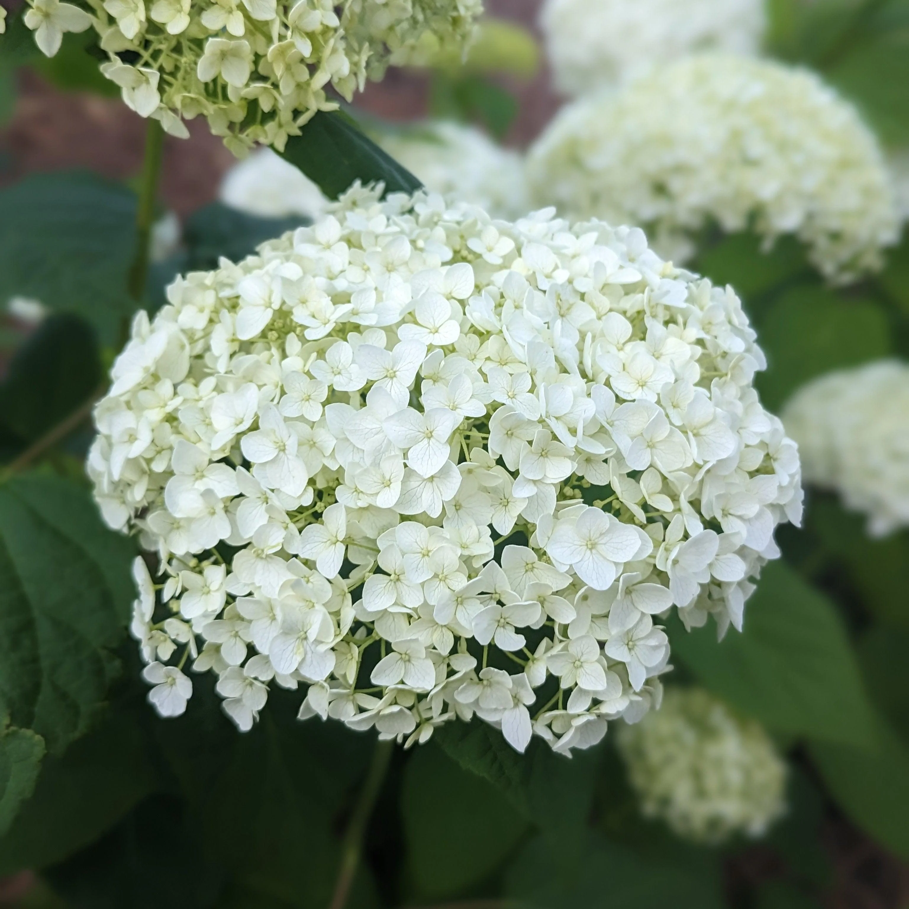 Hydrangea, Annabelle Mophead Hydrangea - Image 4