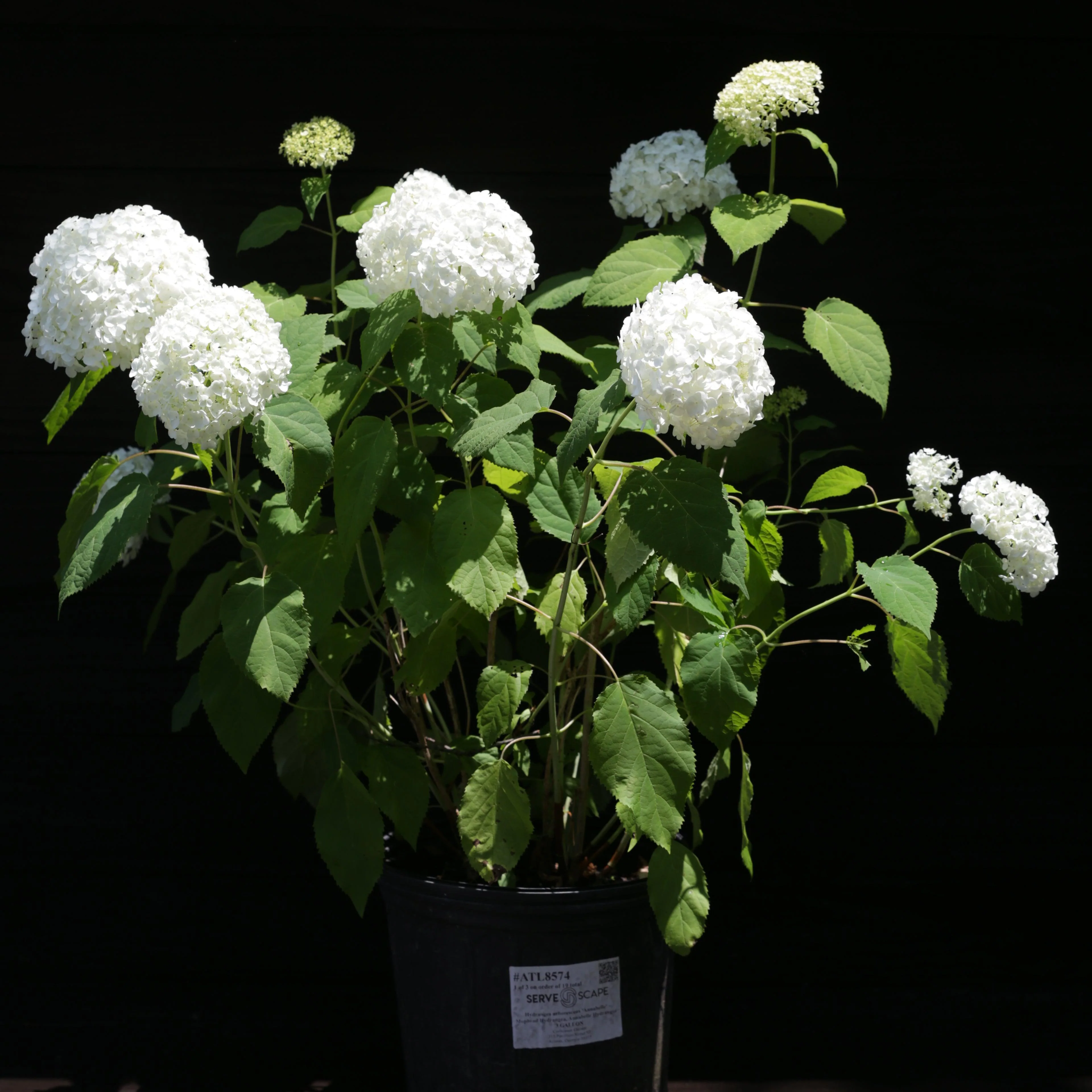 Hydrangea, Annabelle Mophead Hydrangea - Image 5