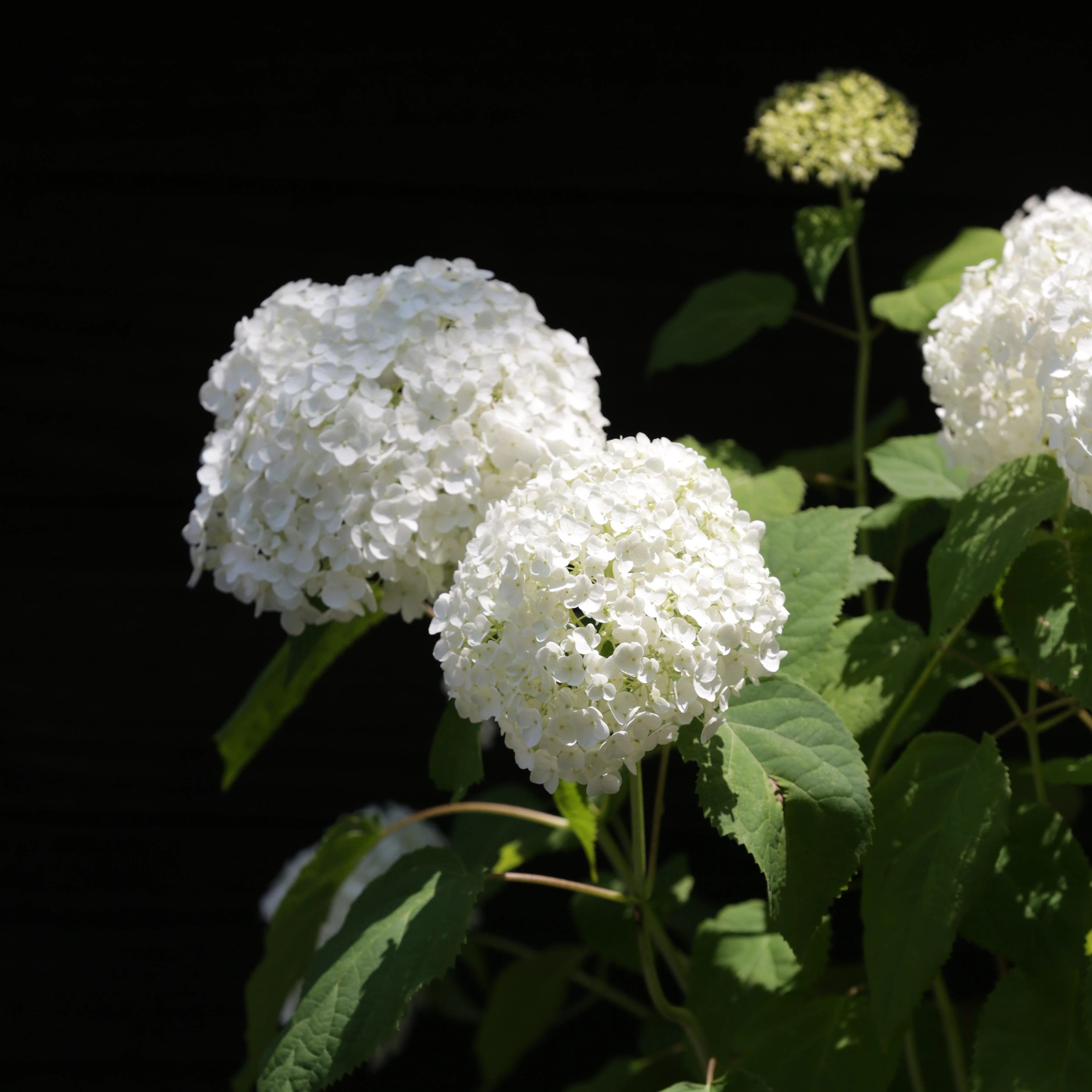 Hydrangea, Annabelle Mophead Hydrangea - Image 6