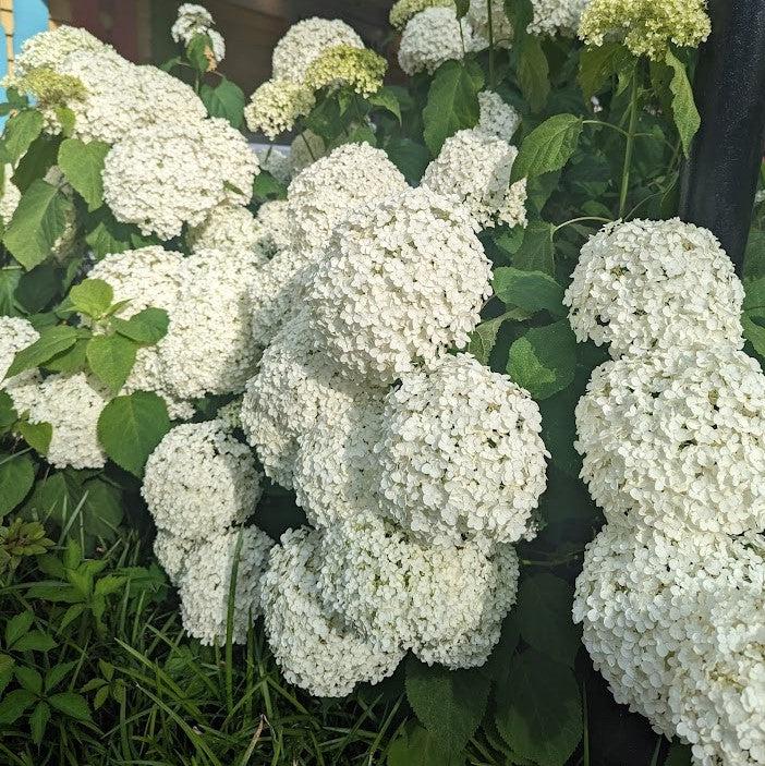 Hydrangea, Annabelle Mophead Hydrangea - Image 7