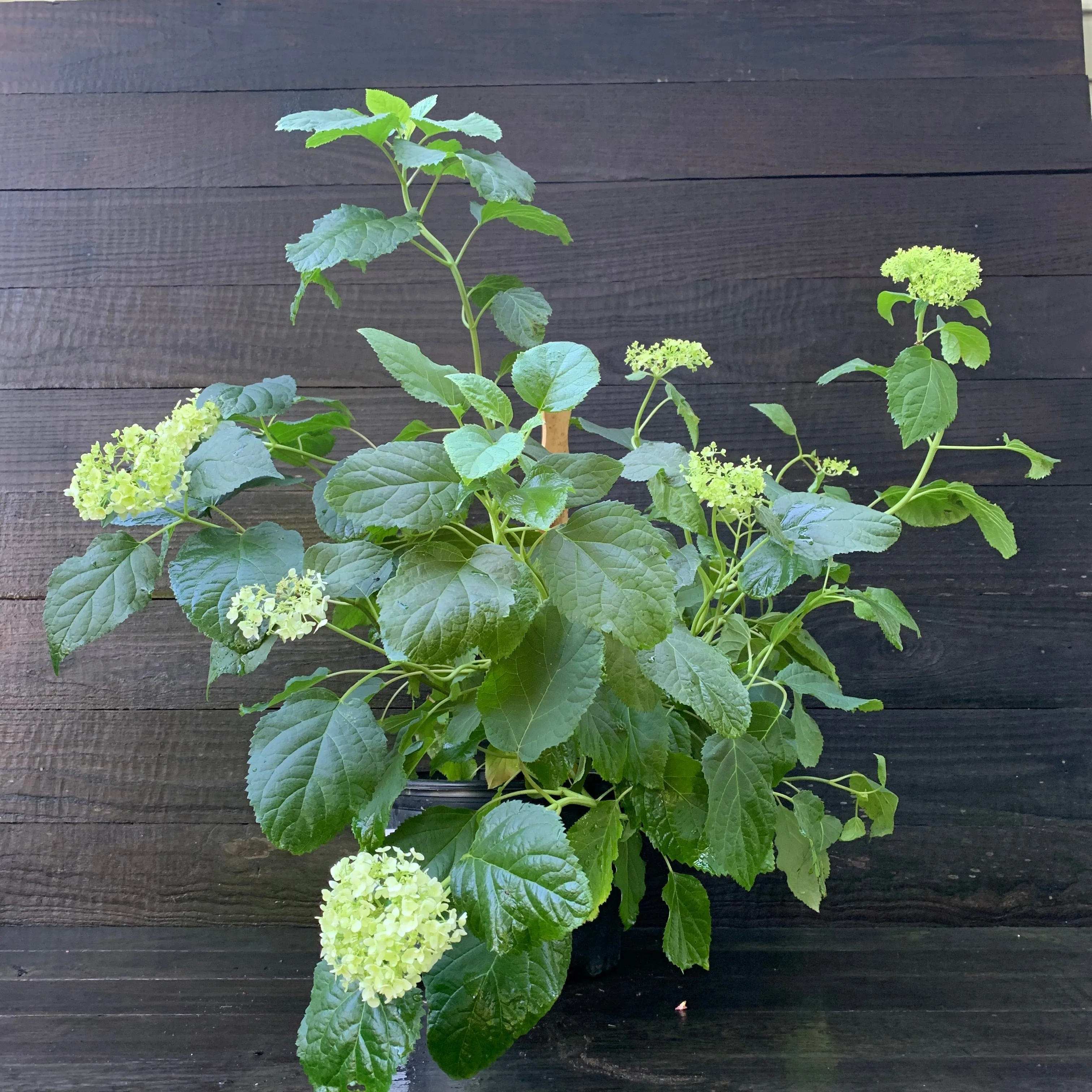 Hydrangea, Annabelle Mophead Hydrangea - Image 8
