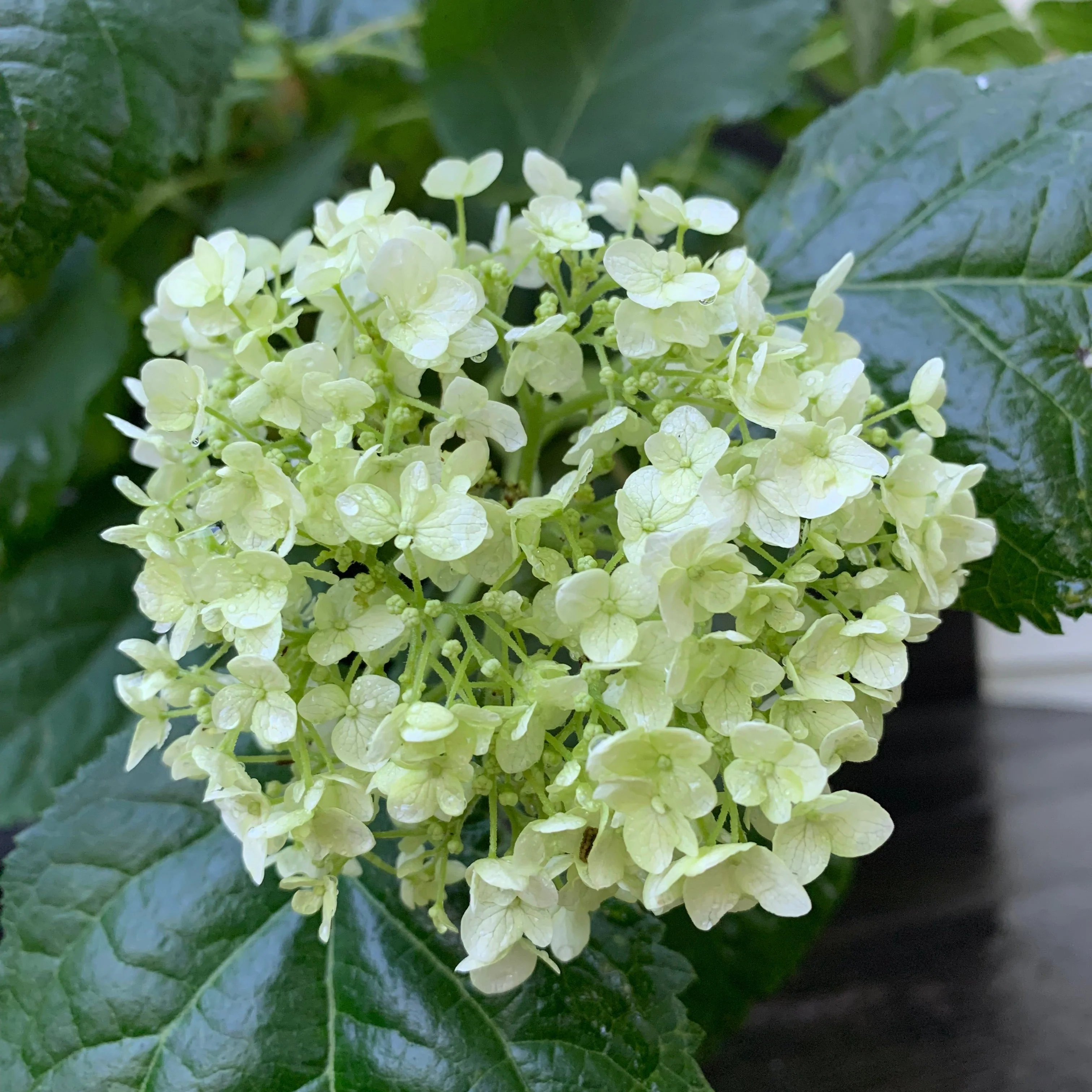 Hydrangea, Annabelle Mophead Hydrangea - Image 9