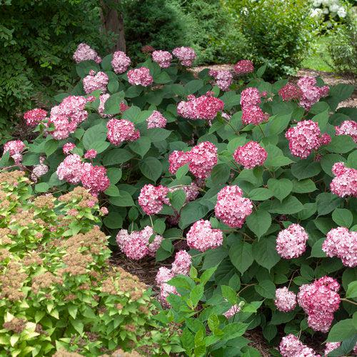 Hydrangea, Invincibelle® Ruby Hydrangea