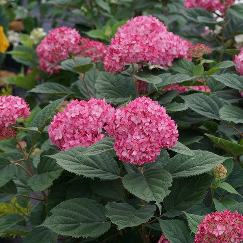 Hydrangea, Invincibelle® Ruby Hydrangea - Image 2
