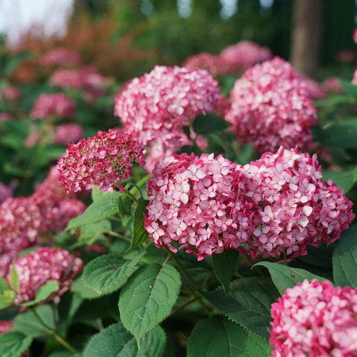 Hydrangea, Invincibelle® Ruby Hydrangea - Image 3