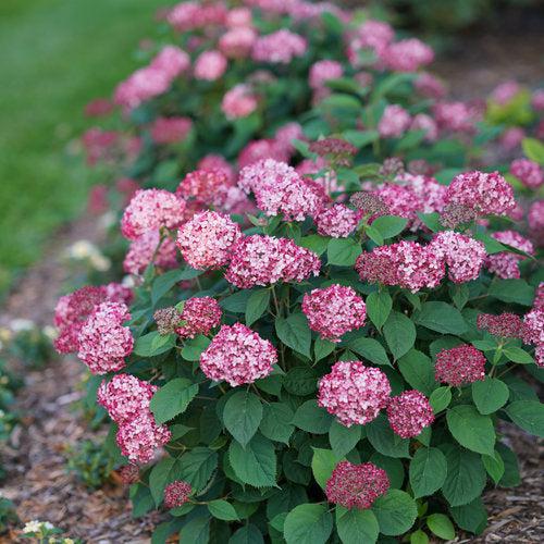 Hydrangea, Invincibelle® Ruby Hydrangea - Image 4