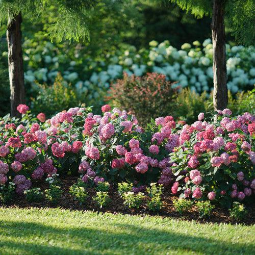 Hydrangea, Invincibelle® Ruby Hydrangea - Image 5