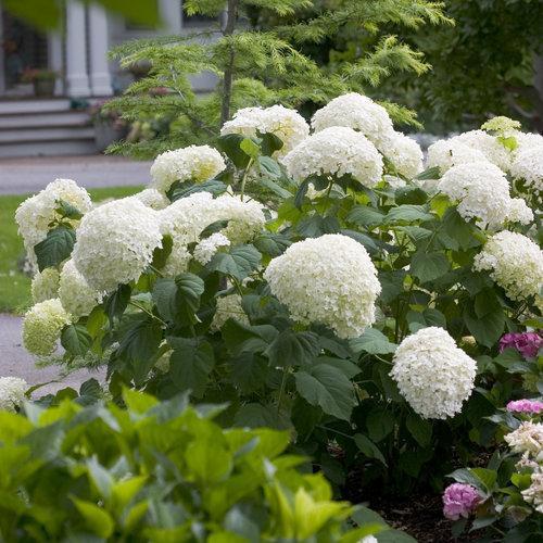 Hydrangea, Proven Winners® Incrediball® Smooth Hydrangea
