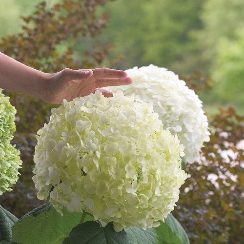 Hydrangea, Proven Winners® Incrediball® Smooth Hydrangea - Image 2