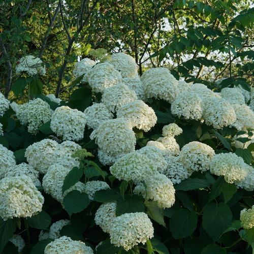 Hydrangea, Proven Winners® Incrediball® Smooth Hydrangea - Image 3