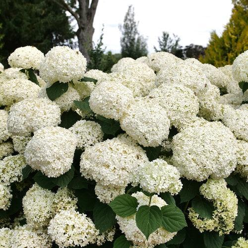Hydrangea, PW® Incrediball® Storm Proof™ Hydrangea