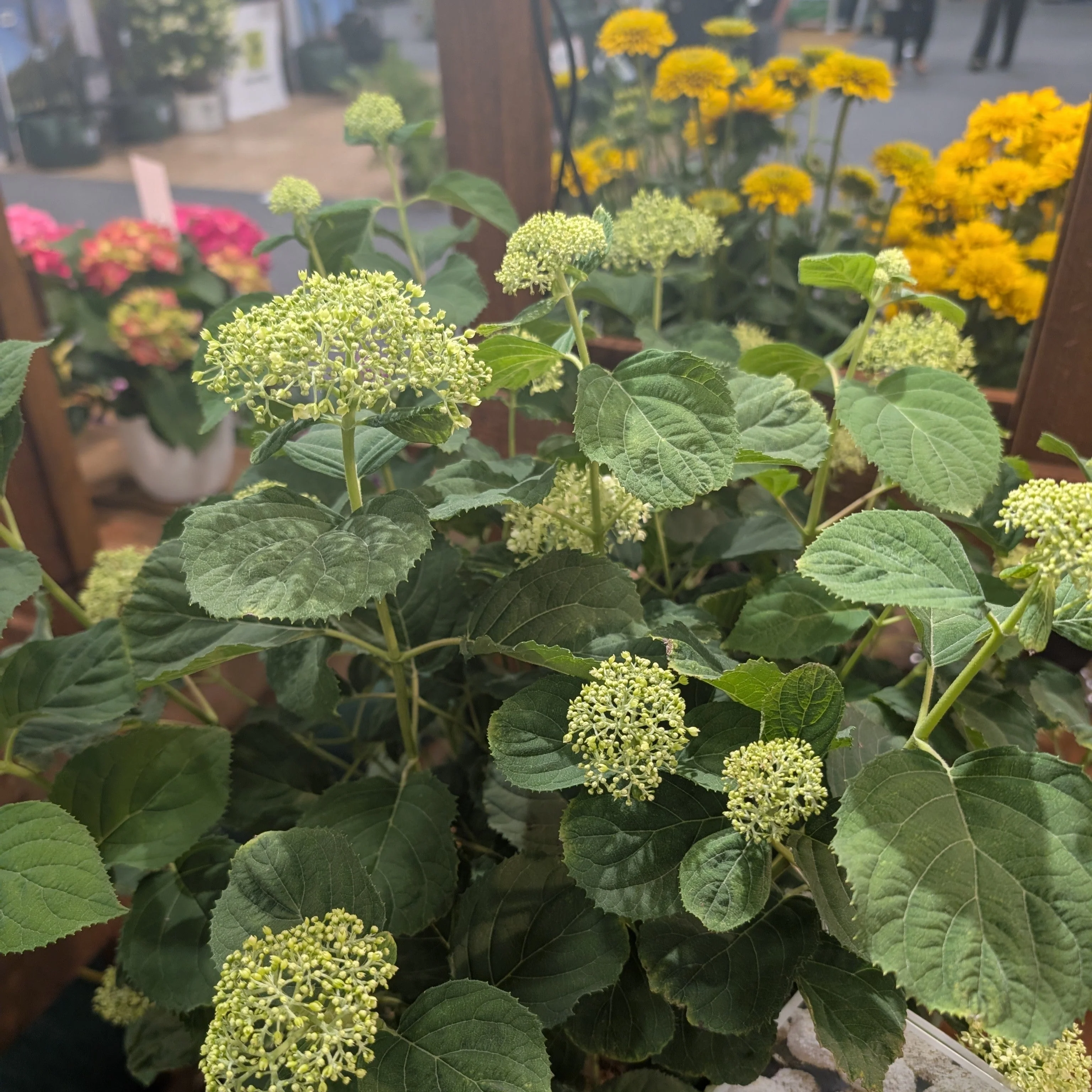 Hydrangea, PW® Incrediball® Storm Proof™ Hydrangea - Image 3