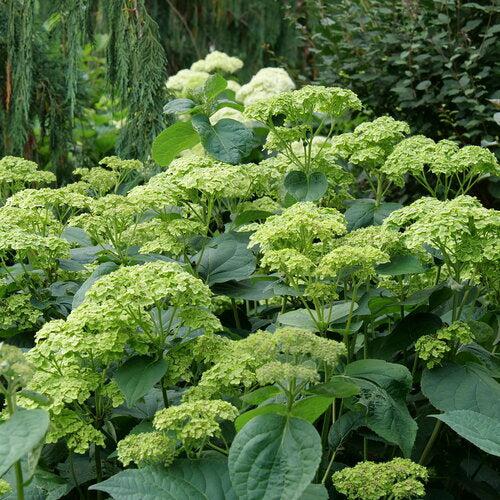 Hydrangea, Invincibelle Sublime™ Smooth Hydrangea
