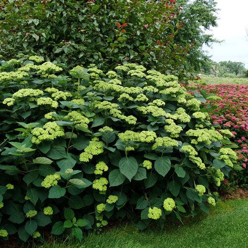 Hydrangea, Invincibelle Sublime™ Smooth Hydrangea - Image 2