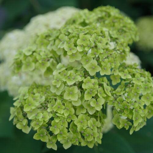 Hydrangea, Invincibelle Sublime™ Smooth Hydrangea - Image 3