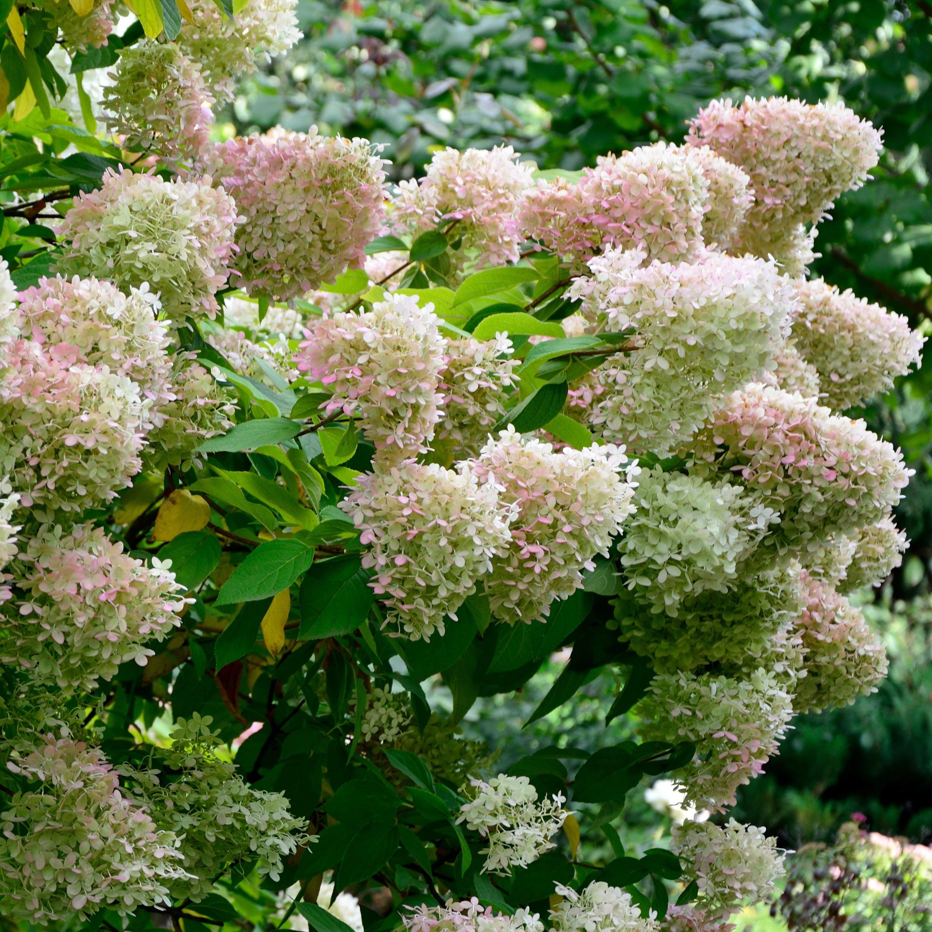 Hydrangea, Proven Winners® Color Choice® Bobo® Hydrangea