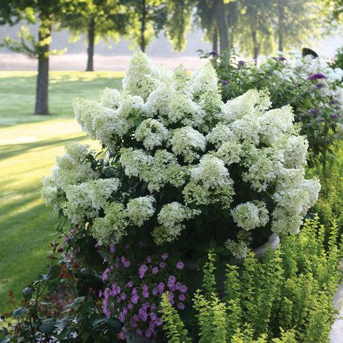Hydrangea, Proven Winners® Color Choice® Bobo® Hydrangea - Image 2