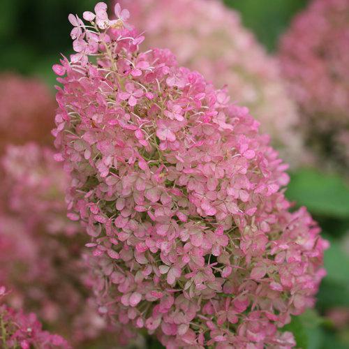 Hydrangea, Proven Winners® Color Choice® Bobo® Hydrangea - Image 3