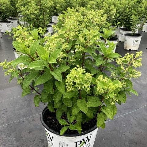 Hydrangea, Proven Winners® Color Choice® Bobo® Hydrangea - Image 4