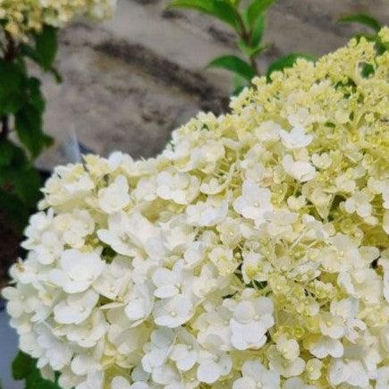 Hydrangea, Proven Winners® Color Choice® Bobo® Hydrangea - Image 5