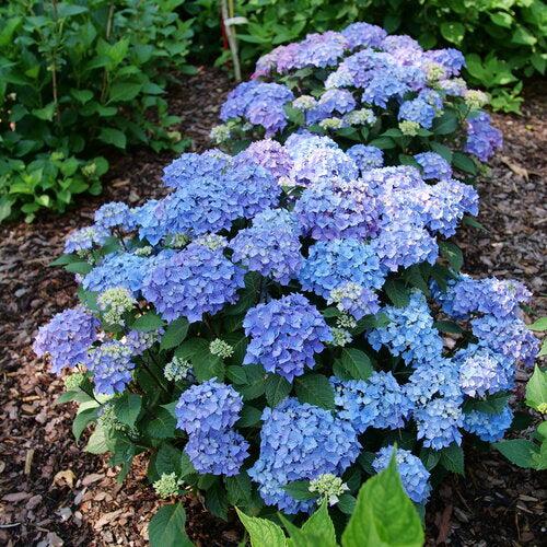 Hydrangea, Let's Dance® Loveable® Hydrangea - Image 3