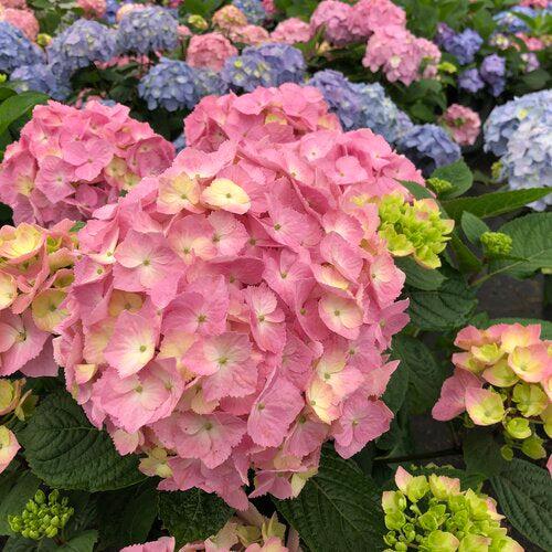 Hydrangea, Let's Dance® Sky View® Macrophylla Hydrangea - Image 2