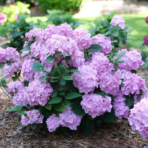 Hydrangea, Let's Dance® Sky View® Macrophylla Hydrangea - Image 3