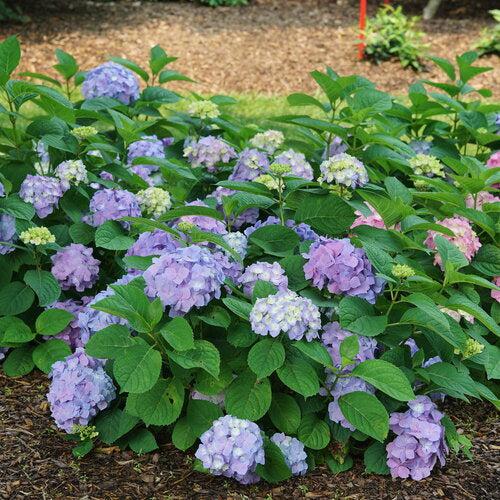 Hydrangea, Let's Dance® Sky View® Macrophylla Hydrangea - Image 4