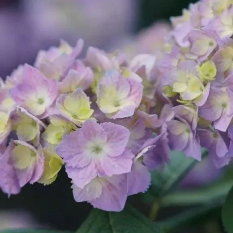 Hydrangea, Let's Dance® Sky View® Macrophylla Hydrangea - Image 5
