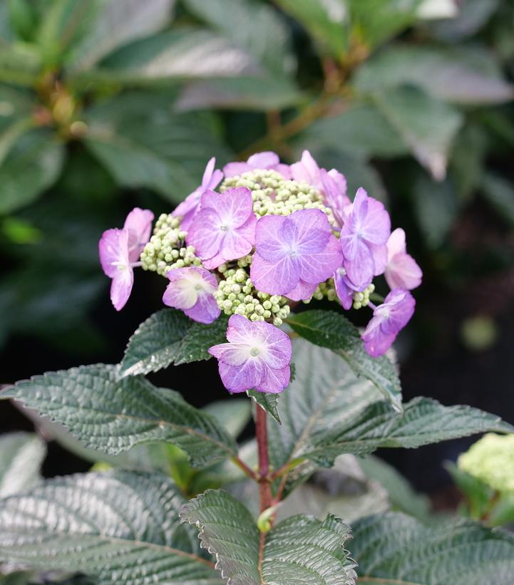 Hydrangea, Tuff Stuff Top Fun™ Mountain Serrated Leaf Hydrangea