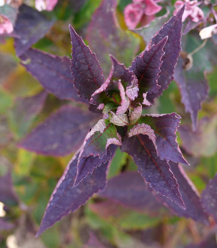 Hydrangea, Tuff Stuff Top Fun™ Mountain Serrated Leaf Hydrangea - Image 2