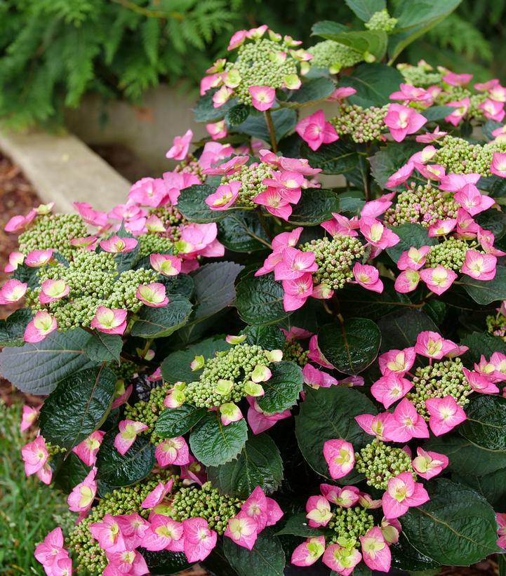 Hydrangea, Tuff Stuff Top Fun™ Mountain Serrated Leaf Hydrangea - Image 3