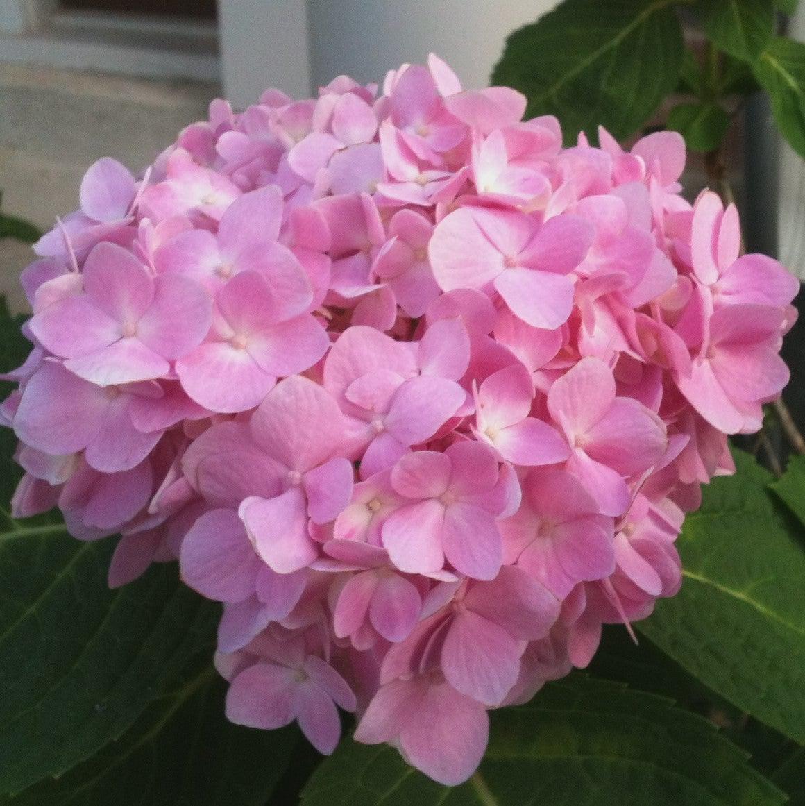 Hydrangea, Endless Summer® The Original Macrophylla Hydrangea - Image 2