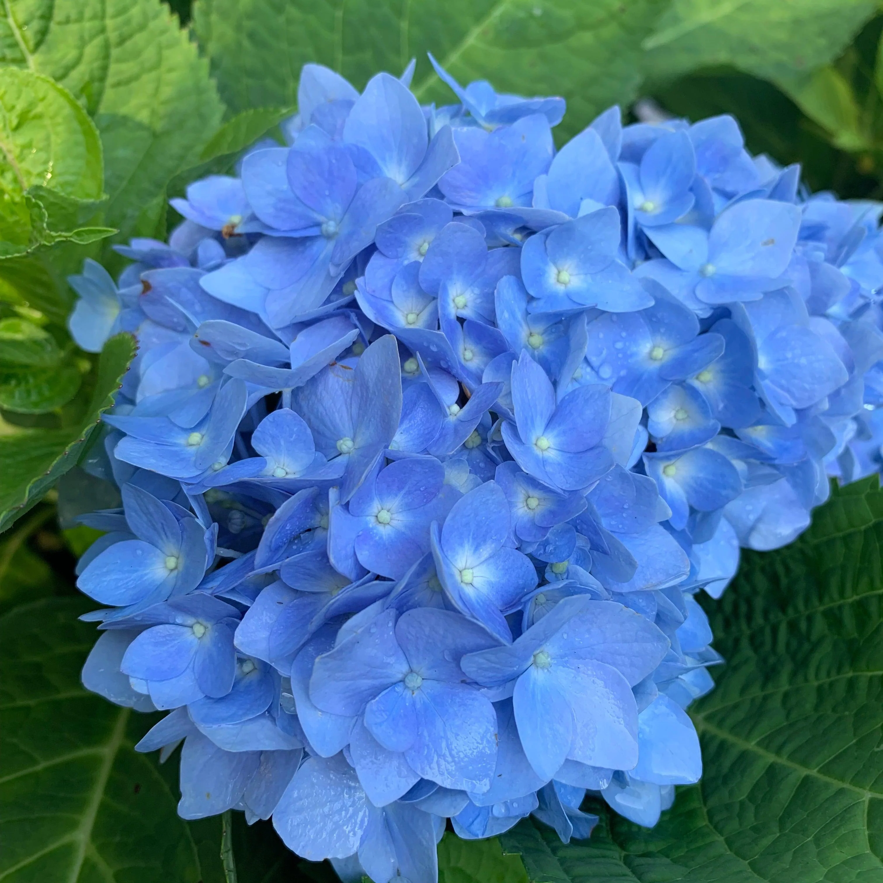 Hydrangea, Endless Summer® The Original Macrophylla Hydrangea - Image 9