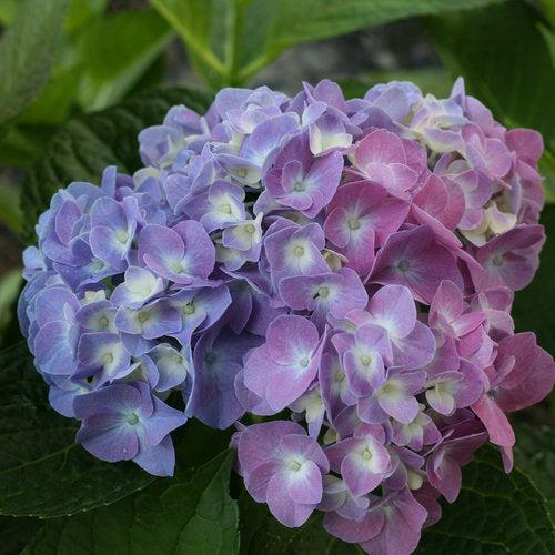 Hydrangea, Let's Dance® Blue Jangles® Hydrangea - Image 2