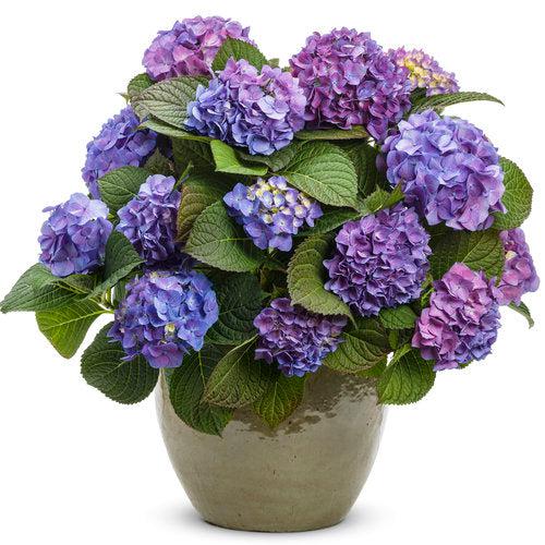 Hydrangea, Let's Dance® Blue Jangles® Hydrangea - Image 3