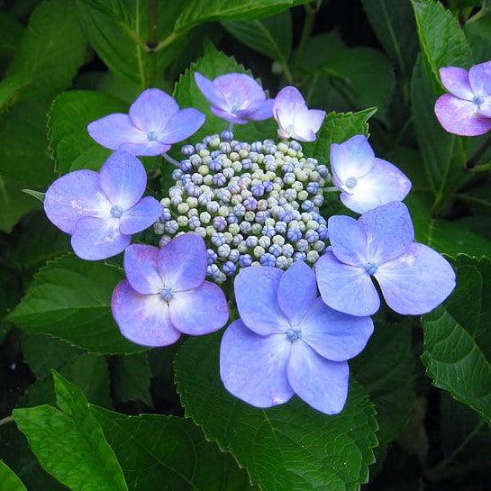 Hydrangea, Endless Summer® Pop Star® Macrophylla Hydrangea - Image 2