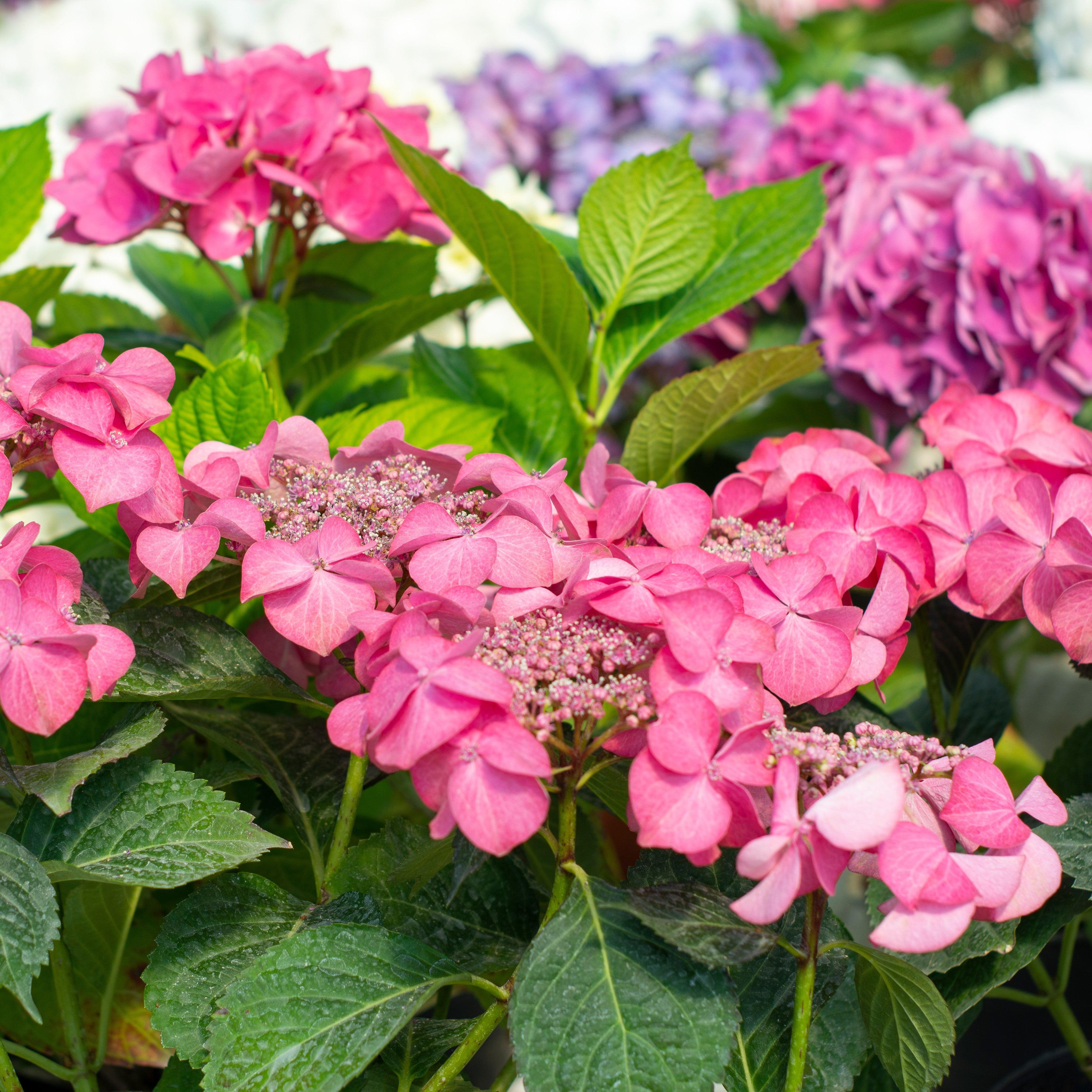 Hydrangea, Endless Summer® Pop Star® Macrophylla Hydrangea - Image 3