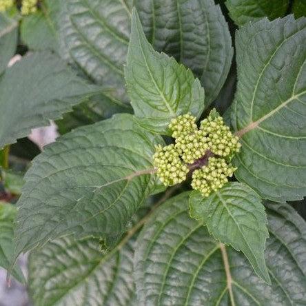 Hydrangea, Endless Summer® Pop Star® Macrophylla Hydrangea - Image 4