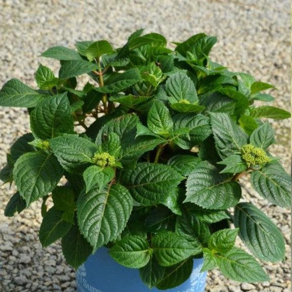 Hydrangea, Endless Summer® Pop Star® Macrophylla Hydrangea - Image 5