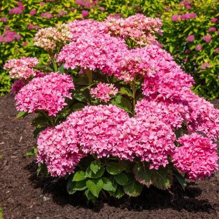 Hydrangea, Bloomin' Easy® Starfield™ Hydrangea
