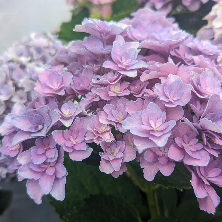 Hydrangea, Bloomin' Easy® Starfield™ Hydrangea - Image 2