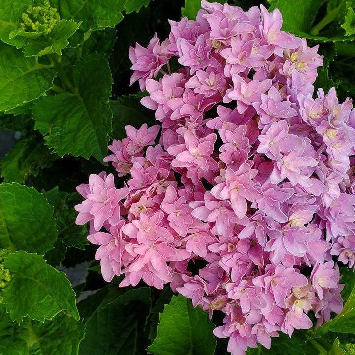 Hydrangea, Bloomin' Easy® Starfield™ Hydrangea - Image 3