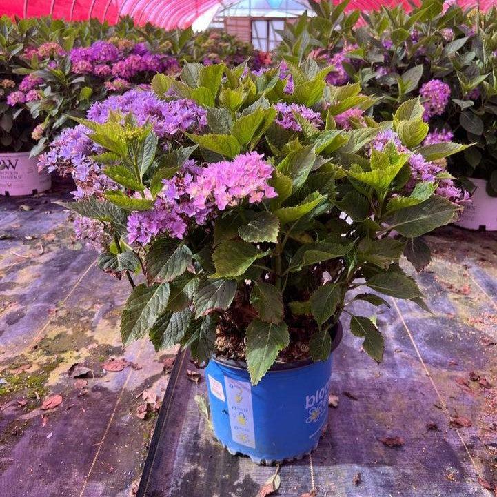Hydrangea, Bloomin' Easy® Starfield™ Hydrangea - Image 4