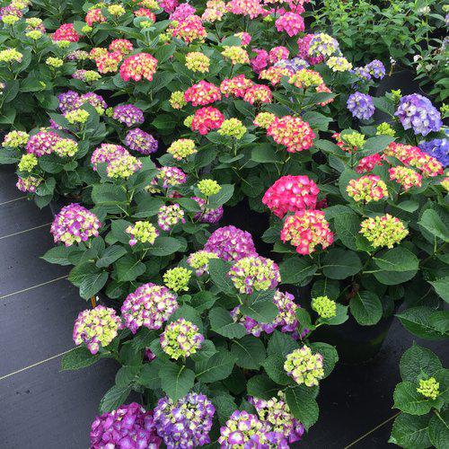 Hydrangea, Wee Bit Giddy® Hydrangea - Image 3
